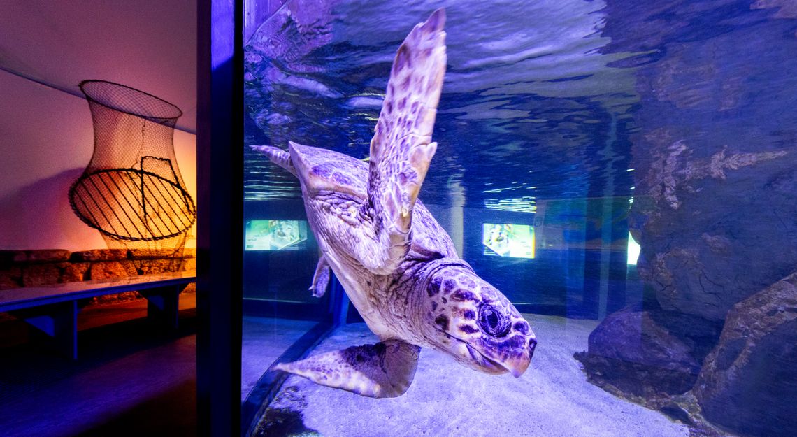 Mehr als ein Aquarium Mehr als ein Aquarium