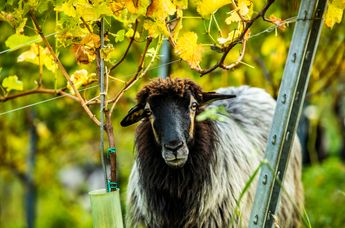 Genießerhotel & Weingut Sattlerhof
