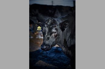 Restaurant Lurgbauer