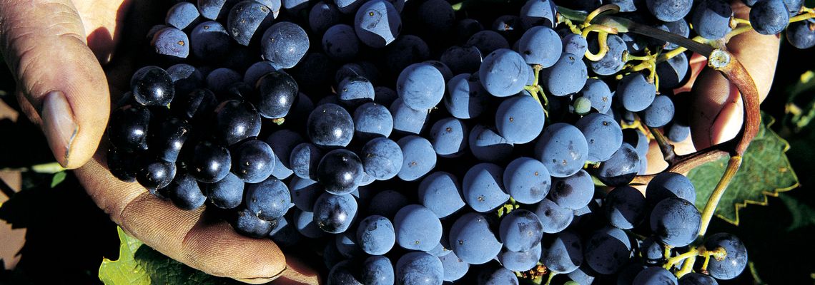 Spannende Winzer und einzigartige Rebsorten im internationalen Ranking Spannende Winzer und einzigartige Rebsorten im internationalen Ranking