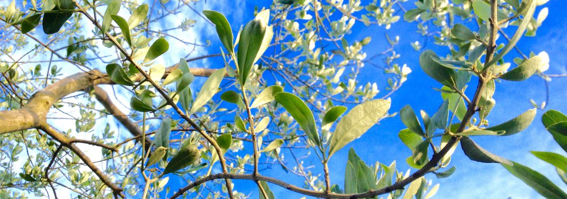 Olivenölguide Flos Olei 2023 bescheinigt Istriens Olivenölen einmal mehr absolute Weltklasse Olivenölguide Flos Olei 2023 bescheinigt Istriens Olivenölen einmal mehr absolute Weltklasse