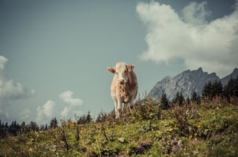 Genießerhotel Sonnhof by Vitus Winkler