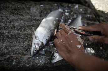 Das Traunsee - Das Hotel zum See